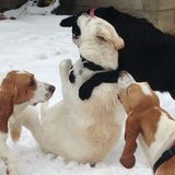 Hi I have a in home doggy daycare, large fenced in area outside and sleeping quarters inside.