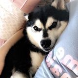 Passionate Petsitter for Your Home, caring, outgoing and loving.