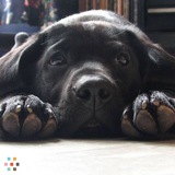 Veterinary Technician Pet Sitting, LLC