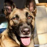 Animal Experienced Pre-Vet Student