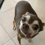 Great Pet/ House sitter willing to start immediately