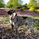 Available: Pet Loving Recent Grad