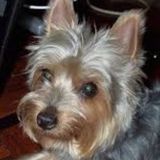 Pet Sitting Needed ASAP!