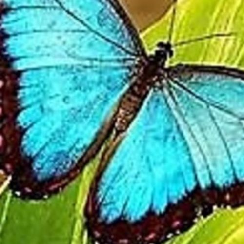 Elder Care Provider Aneita T's Profile Picture