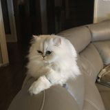 Looking to be a pet sitter, especially for cats...