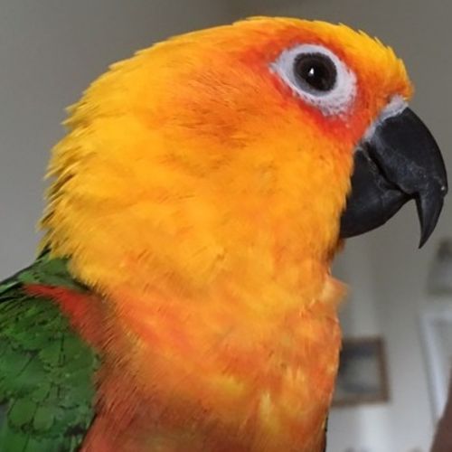 Pet Care Job Ann A's Profile Picture