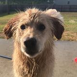 Great Pet Sitting Available Now!