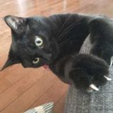 Pet walking and pet sitting offered in Oakville. No overnight care. Any time of day.