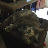 Barbaras pet sitting