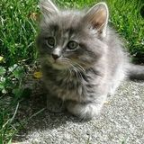 Hi! Im franchesca Im a cat momma of 3! I love meeting new fur babies and I cant wait to meets yours!