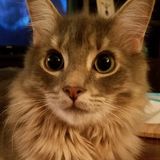 Most Skillful Pet Supervisor in Jacksonville