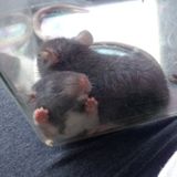 From fur to scales your little furry pets are in loving hands!