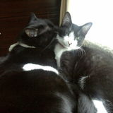 Kings Park, NY Caring, Reliable Pet Sitter