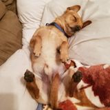 Reliable, Dependable Petsitter, Dogwalker, Ready to Love Your Pet