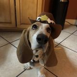 For Hire: Present Pet Care Provider in Hacienda Heights