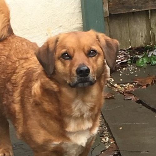 Pet Care Provider Sue B's Profile Picture