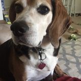 Neenah Pet Sitter Available!