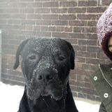 Pet sitting/Dogwalking offered in Toronto. Weekend overnight care