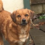 Pet sitter available all hours an