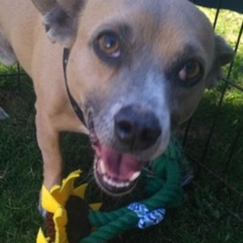 Pet Care Provider Jordan K's Profile Picture