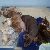 Excellent and Experienced Pet Care Provider