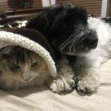 Pet sitter