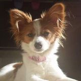 Interested In a Petsitter Job in Westminster