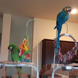 Loving petsitter needed in Cypress, Texas