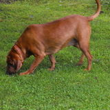 House and pet sitter