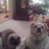 Depenable Honest Pet caregiver " A wonderfel life is always better witha dog as a friend"
