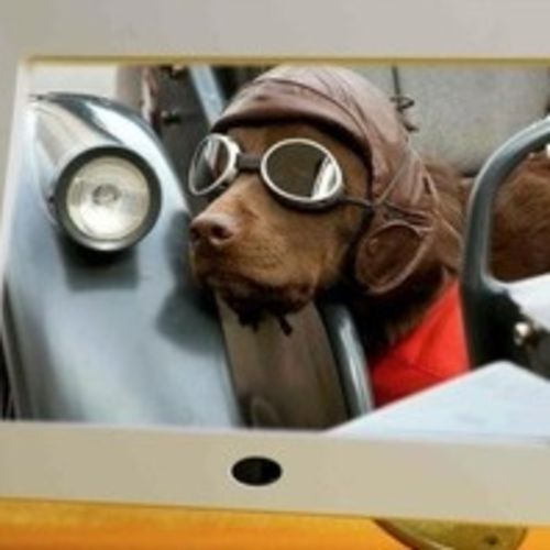 Pet Care Provider Janet M's Profile Picture