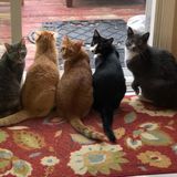 Westville cat care Professional needed for in home visits