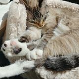 Winnipeg, Manitoba House and Pet Sitter