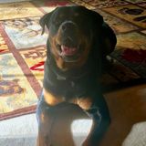 In need of sitter for our 1 1/2 year old rott fur baby