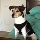 South Bend Cat And Dog Sitter Seeking Work