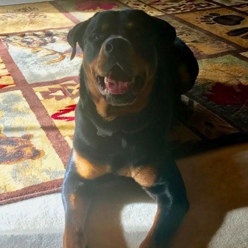 Pet Care Job Reggan Fetter's Profile Picture
