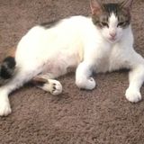 Interviewing For a Pet Sitter Opportunity in Lompoc