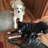 Loving Pet Sitter looking to meet some four legged friends!
