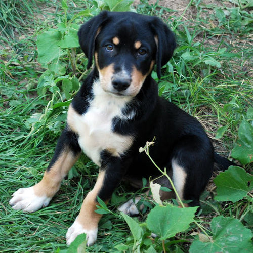 Pet Care Provider Aurelia B's Profile Picture