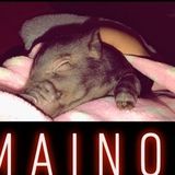 Baby pig baby sitter
