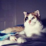 Looking for Cat Sitter in Charleston Area. One Year old playful cat.
