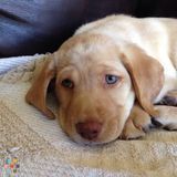 New puppy needs a walk