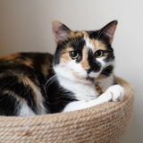 Skillful Petsitter and animal lover in Savannah