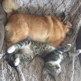 Experienced Pet Care provider in Airdrie Alberta