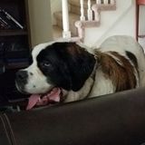 Work Opportunity: Ypsilanti Animal Caregiver