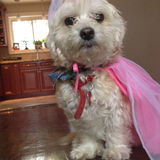 Dog sitter available in Halton!