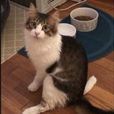 Cat Bath Needed