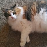 For Hire: Flexible Pet Supervisor in Victoria, British Columbia