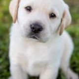 Capable Pet Sitter in Rockville