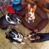 Seeking Twice Monthly Housekeeper (Must Love Dogs)